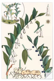 Selvklebende plakat Storkonvall, Polygonatum multiflorum, 1897