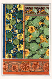 Magnettafel Kapuzinerkresse