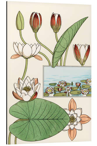 Tableau en aluminium Le nénuphar, Nelumbo lutea, et ses parties florales, 1897