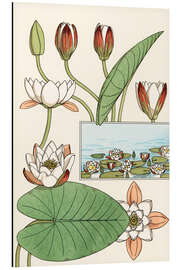 Aluminiumtavla The water lily, Nelumbo lutea, and flower parts, 1897