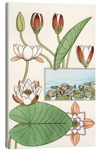 Tableau sur toile Le nénuphar, Nelumbo lutea, et ses parties florales, 1897