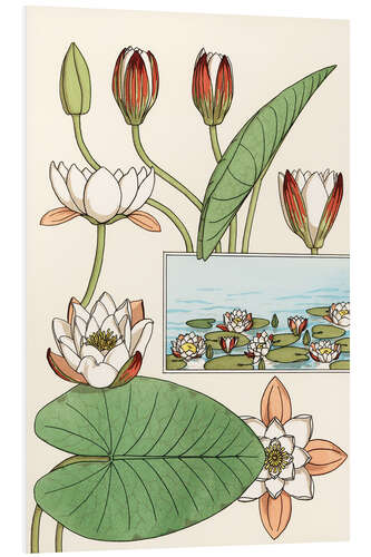 Foam board print The water lily, Nelumbo lutea, and flower parts, 1897