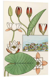 Tableau en PVC Le nénuphar, Nelumbo lutea, et ses parties florales, 1897