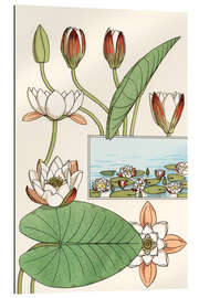 Gallery print The water lily, Nelumbo lutea, and flower parts, 1897