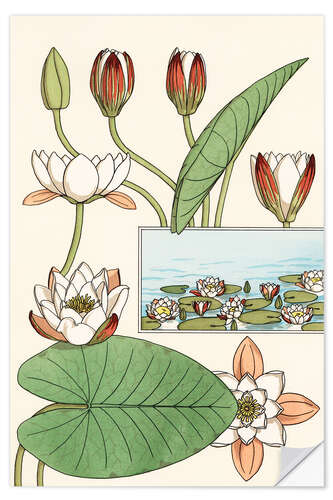 Muursticker The water lily, Nelumbo lutea, and flower parts, 1897