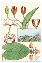 Wall sticker The water lily, Nelumbo lutea, and flower parts, 1897