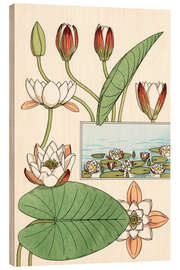 Wood print The water lily, Nelumbo lutea, and flower parts, 1897