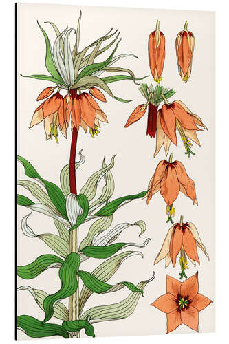 Cuadro de aluminio Imperial crown, Fritillaria imperialis