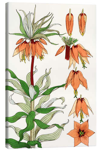 Quadro em tela Imperial crown, Fritillaria imperialis