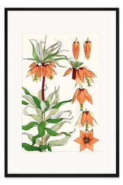 Gerahmter Kunstdruck Kaiserkrone, Fritillaria imperialis