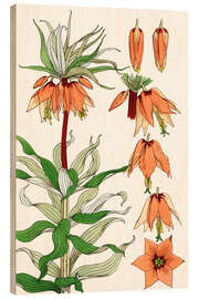 Trebilde Imperial crown, Fritillaria imperialis