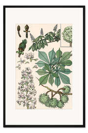 Gerahmter Kunstdruck Kastanienbaum