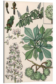 Magnettafel Kastanienbaum