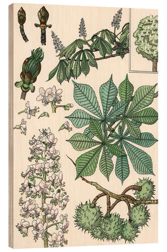 Wood print Chestnut tree