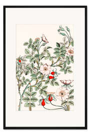 Gerahmter Kunstdruck Wildrose I