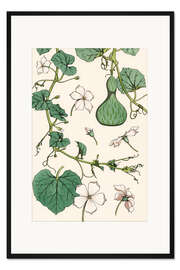 Gerahmter Kunstdruck Flaschenkürbis I