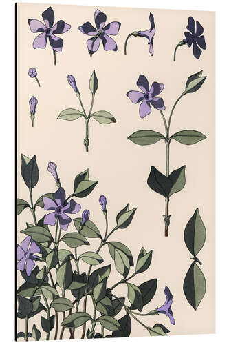 Aluminium print Myrtle, Vinca minor