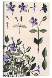 Canvas-taulu Myrtle, Vinca minor