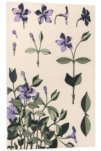 Foam board print Myrtle, Vinca minor