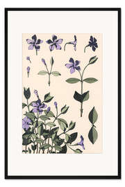 Gerahmter Kunstdruck Kleines Immergrün, Vinca minor