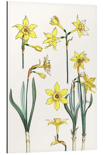 Aluminium print Jonquille, Narcissus jonquilla