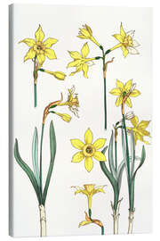 Canvas-taulu Jonquil, Narcissus jonquilla