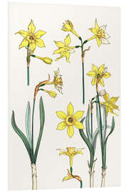 Foam board print Jonquil, Narcissus jonquilla