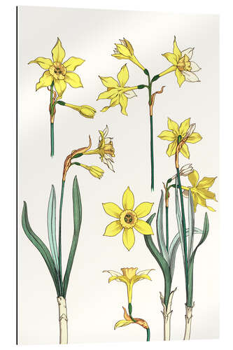 Gallery print Jonquil, Narcissus jonquilla