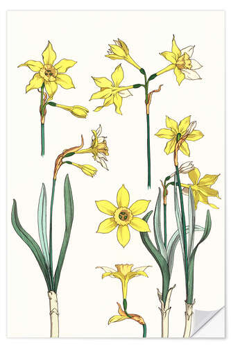 Wall sticker Jonquil, Narcissus jonquilla