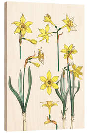 Wood print Jonquil, Narcissus jonquilla