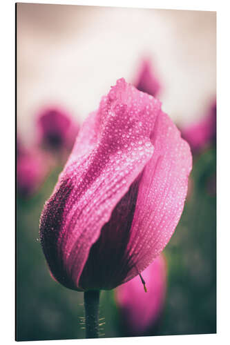 Stampa su alluminio Pink poppies, bloom with dew