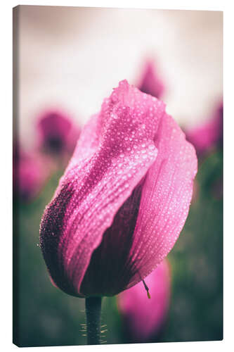 Stampa su tela Pink poppies, bloom with dew