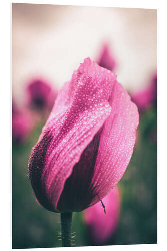 Cuadro de PVC Pink poppies, bloom with dew