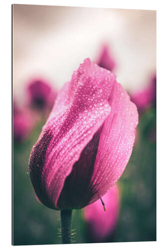 Galleriprint Pink poppies, bloom with dew