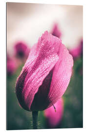 Gallery print Pink poppies, bloom with dew