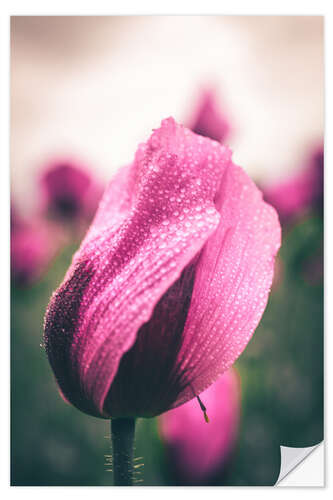 Sisustustarra Pink poppies, bloom with dew