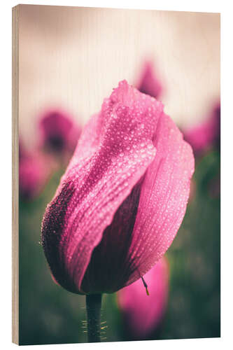 Stampa su legno Pink poppies, bloom with dew