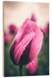 Wood print Pink poppies, bloom with dew