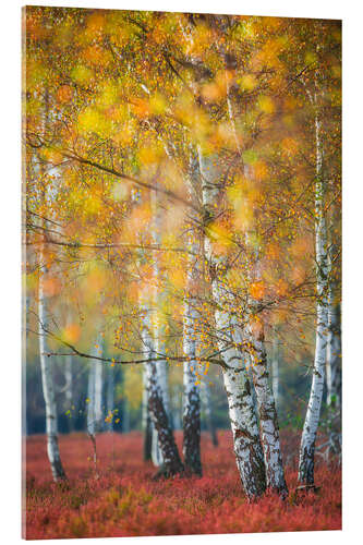 Acrylic print Birch grove in autumn