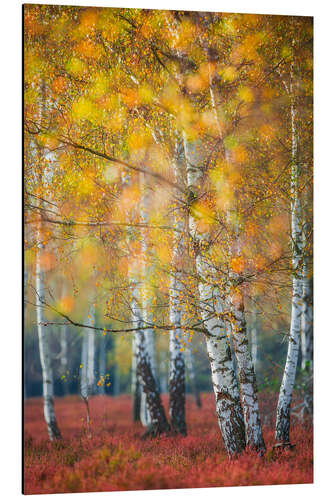 Stampa su alluminio Birch grove in autumn