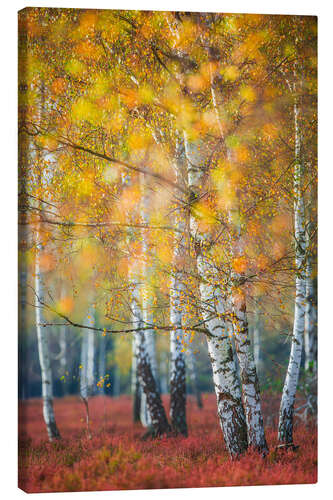 Lerretsbilde Birch grove in autumn