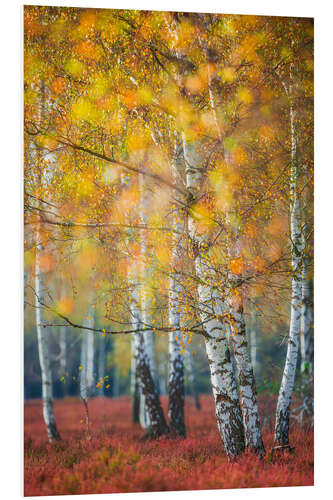 PVC print Birch grove in autumn