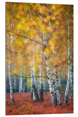 Galleritryk Birch grove in autumn