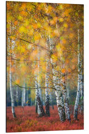 Magnettafel Birkenwäldchen im Herbst