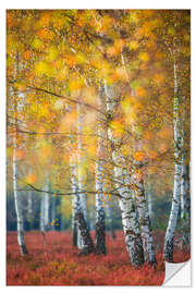 Vinilo para la pared Birch grove in autumn