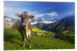 Tableau en verre acrylique  Cow paradise in South Tyrol, Dolomites - Dieter Meyrl