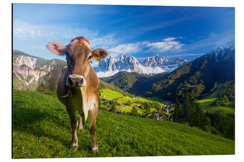 Aluminium print Cow paradise in South Tyrol, Dolomites