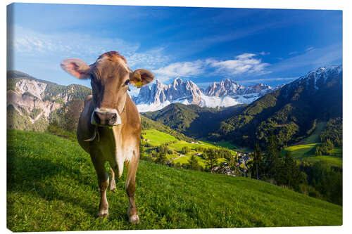 Canvas print Cow paradise in South Tyrol, Dolomites