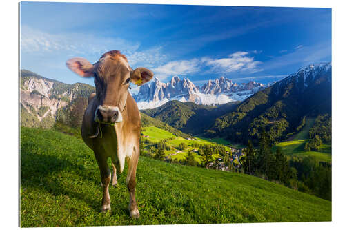 Gallery Print Kuh Paradies in Südtirol, Dolomiten