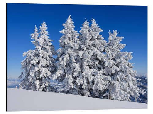 Print på aluminium Frozen trees after fresh snow, Switzerland